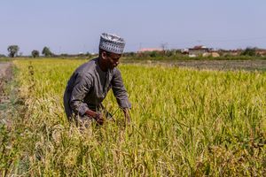 타라바주에서 벼농사를 짓는 한 남성