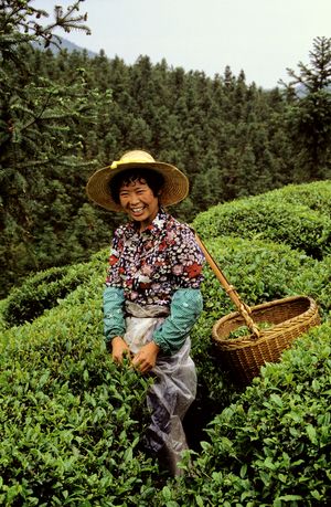 1987년 5월, 저장성에서 차잎 수확
