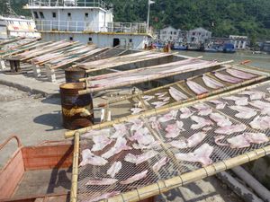 창난현 파차오 항구에서 말리는 생선