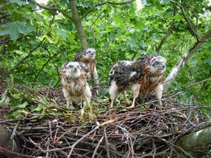 독일의 어린 북방수리