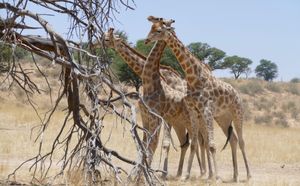 칼라하리 국경공원(Kgalagadi Transfrontier Park)