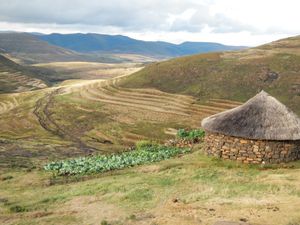 레소토의 들판