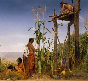 이로쿼이족이 스쿼시, 옥수수, 콩과 같은 "세 자매 작물"을 심는 모습을 묘사한 디오라마