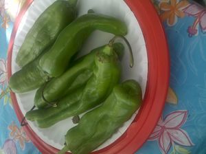 뉴멕시코 그린 칠리는 뉴멕시코 요리의 주요 재료입니다.