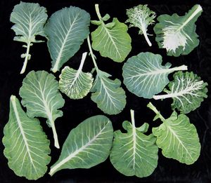 포르투갈에서는 couve-galega로 알려진 Brassica oleracea var. viridis