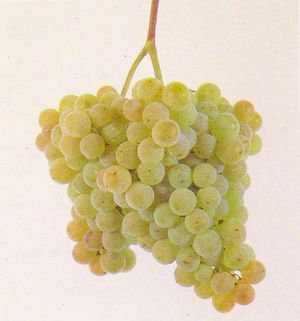 알바리뇨(Alvarinho) 포도송이