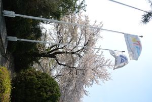 국기원에 있는 세계태권도연맹(현 세계태권도)과 대한태권도협회의 깃발