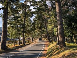 고유의 소나무 가로수길