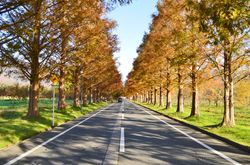 메타세쿼이아 가로수길 (시가현 고시마시, 마키노고원)