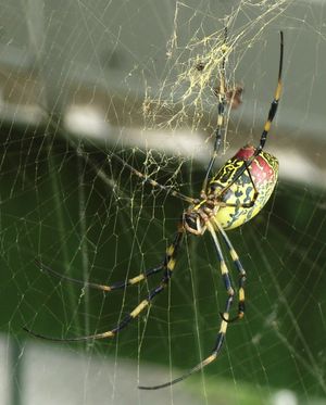무당거미 (Nephila clavata)