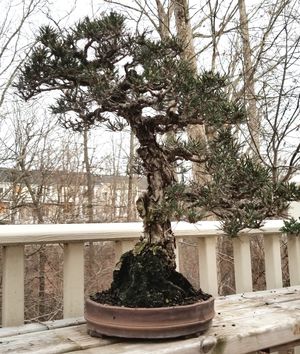 분재로서의 곰솔(Pinus thunbergii) '코토부키'. 이 나무는 65년이 넘었으며, 벗겨지는 나무껍질과 매우 짧은 바늘로 인해 귀중하게 여겨진다.