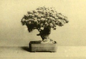 일본 백송, "3대 쇼군", 약 550년생, 궁내청 소장, 1938년