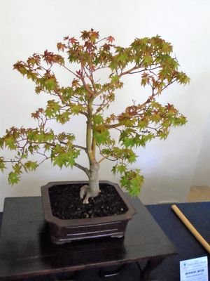 2022년 크로아티아 전시회의 단풍나무(단풍나무속 Acer palmatum)