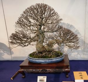 2023년 도쿄에서 열린 제97회 고쿠후텐 분재 전시회 수상작인 겨울의 서어나무(서어나무속 Carpinus turczaninovii)