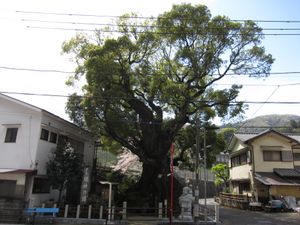 묘진의 녹나무(가나가와현 유가와라정)