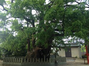 기누카케의 숲(후쿠오카현 우미정)