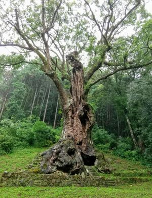 무슈의 큰 녹나무(사가현 무슈시)