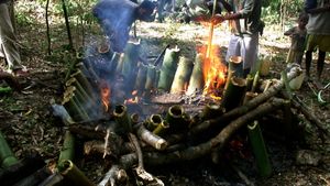 동티모르에서는 대나무로 음식을 요리하는 것을 tukir이라고 한다.