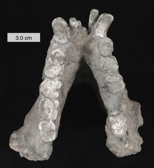멸종된 유인원 기가토피테쿠스 블랙키(Gigantopithecus blacki)의 화석 턱뼈