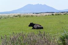구마모토현 우부야마촌에서 본 아소 산의 네코다케
