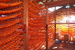 곶감을 말리는 시설인 "감바세" 내부