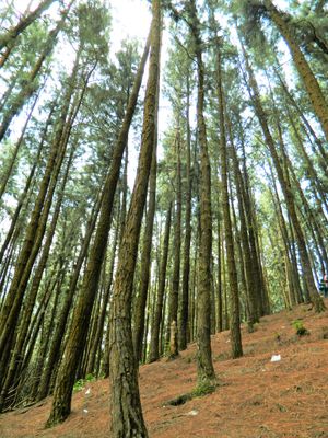 케랄라주 서고츠 산맥 남부 바가몬의 인공 소나무 숲