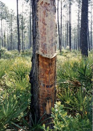 테레빈유 채취를 위해 소나무에 새겨진 V자 모양의 상처, 일명 "고양이 얼굴"