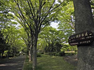 유산책로로 정비된 가마쿠라 고도