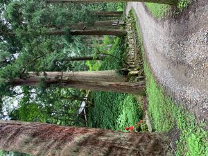 자광사의 삼나무 가로수길