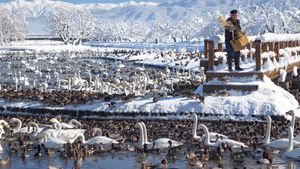 겨울의 효코호(瓢湖)