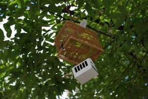 가로수에 걸린 벌레장 (일본 이타미시)