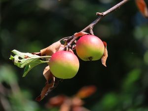 히코네 사과, 지역 사과 품종