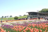에치고 구릉공원의 튤립 축제
