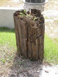 조선총독부 청사 철거 과정에서 드러난 지반 공사용 나무 말뚝