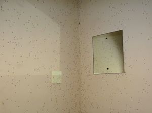 DDT를 이용한 실내 잔류 살포가 시행된 벽면. 죽은 모기들이 벽에 남아 있다가 결국 바닥으로 떨어진다.