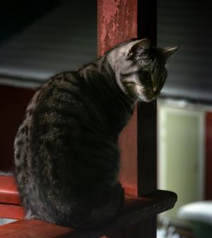 밤에 눈동자가 커지고 소리에 귀를 기울이고 있는 고양이