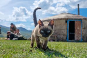러시아 알타이 산맥 유르트에서 목동들과 함께 사는 샴 고양이