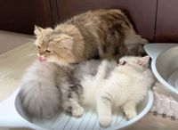 혀로 다른 고양이를 핥는 사회적 그루밍