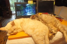 컴퓨터 작업을 방해하는 고양이