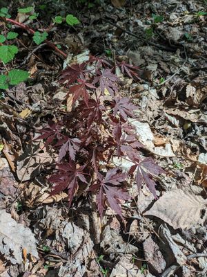 메릴랜드주 (MD) 크롬웰 밸리 공원 (Cromwell Valley Park)의 야생 붉은 단풍나무 품종.