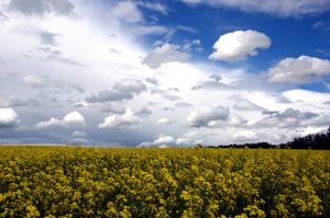 카놀라 밭, 에드먼턴