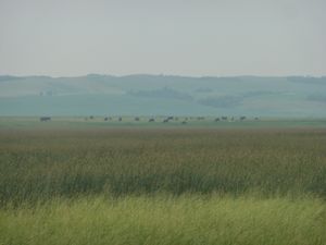 초원과 배경에 보이는 소떼