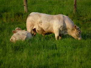 샤롤레(Charolais) 종 수소의 방목