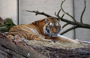 헬싱키(Helsinki), 핀란드(Finland) 코르케아사리 동물원(Korkeasaari Zoo)의 시베리아 호랑이(Siberian tiger)(Panthera tigris altaica)