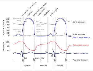 위거스 도표는 수축기(주로 심실 수축으로 표시) 동안의 다양한 사건을 보여준다. 심전도 그래프 선에서 QRS 복합체의 R 피크에서 시작하는 매우 짧은 간격(약 0.03초)의 등용적 또는 고정 용적 수축이 시작된다(왼쪽 상단 참조). 구출기는 등용적 수축 직후에 시작된다. 심실 용적(빨간색 그래프 선)은 심실 압력(하늘색 그래프 선)이 계속 증가함에 따라 감소하기 시작하고, 이후 확장기에 들어가면서 압력이 떨어진다.