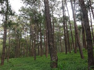 UP 바기오 근처 소나무