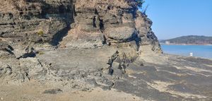 사천 선전리 백악기 나뭇가지 피복체 산지