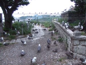 걷는 데 주의가 필요한 정도의 바다 갈매기(2010년 6월)