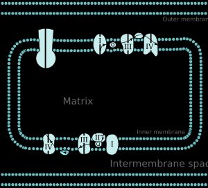 미토콘드리아 기질과 막 사이 공간, 전자 전달계 및 TCA 사이클의 관계도