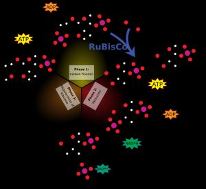 캘빈 회로에서 리불로스 1,5-이중인산의 역할